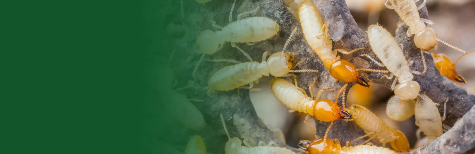 Termites on wood