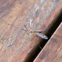 mosquito on wood