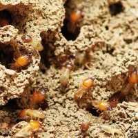 termites upclose
