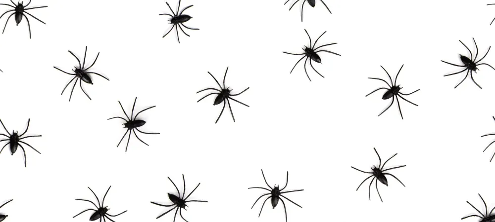 Spider Identification & Prevention