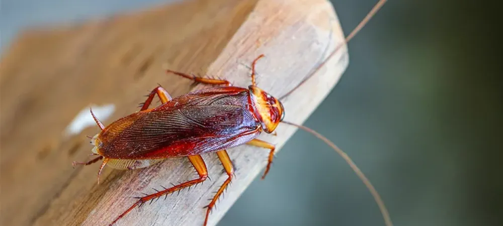 Cockroach sitting on a piece of wood