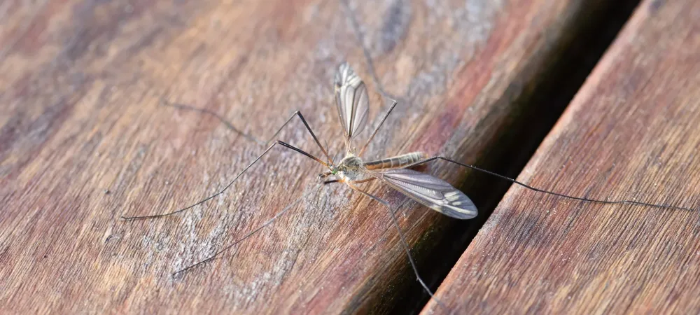 mosquito on wood