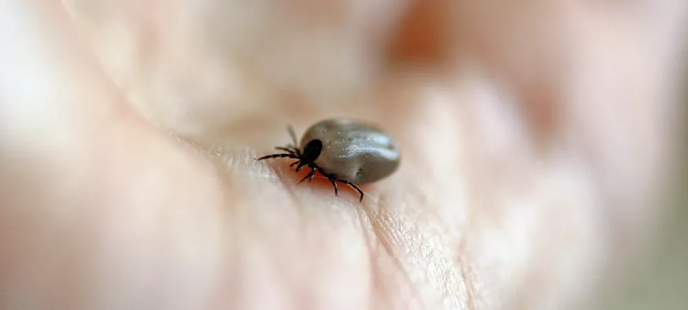 tick on hand